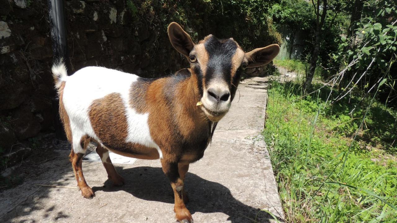 Borgo Di Codeglia - Country Rooms Riccò del Golfo di Spezia Zewnętrze zdjęcie
